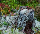 Stubbe-i-höstfärger-Hamra-nationalpark