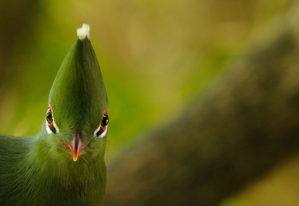 Turaco_Sydafrika_001