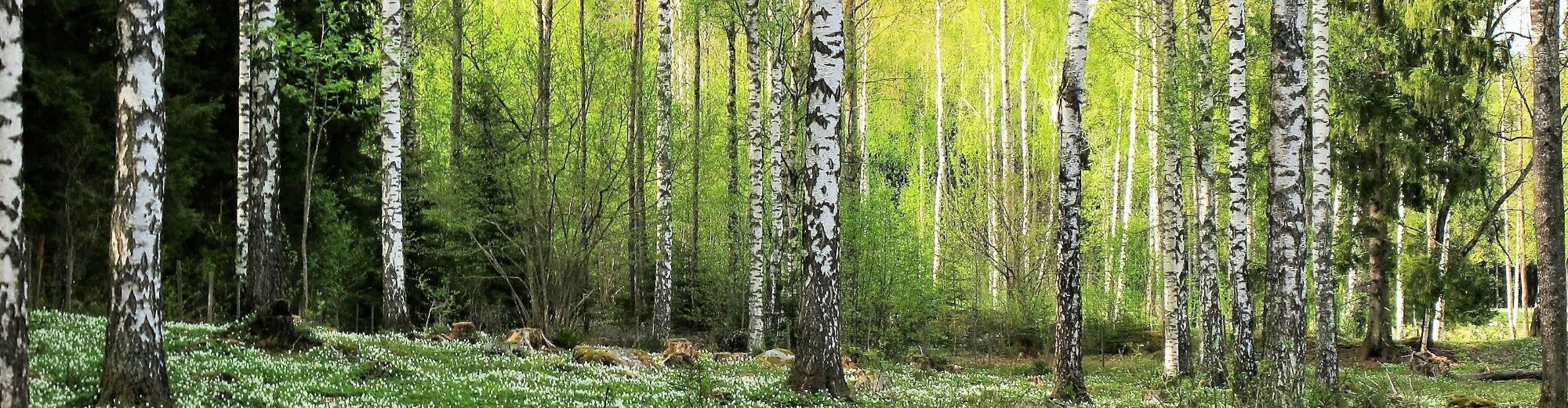 Lindesbergs Fotoklubb